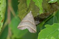 Colobochyla salicalis