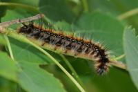 Eriogaster catax