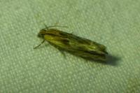 Eucosma