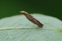 Coleophora lusciniaepennella