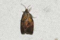 Ptycholoma lecheana