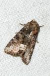 Oligia strigilis/versicolor