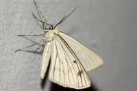 Siona lineata