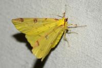 Opisthograptis luteolata
