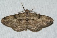 Peribatodes rhomboidaria
