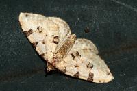 Colostygia pectinataria