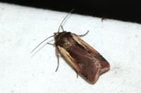 Ochropleura plecta