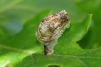 Coleophora kuehnella