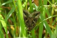 Autographa gamma