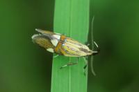 Alabonia geoffrella