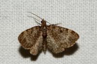 Pasiphila rectangulata