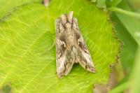 Autographa gamma