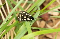 Arctia villica