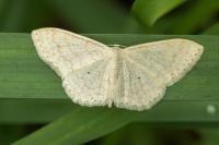 Scopula floslactata