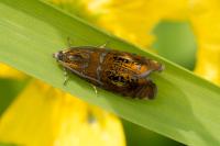 Olethreutes arcuella
