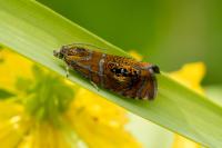 Olethreutes arcuella