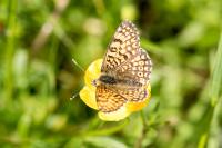 Melitaea cinxia