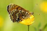 Melitaea cinxia
