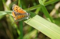 Lycaena phlaeas