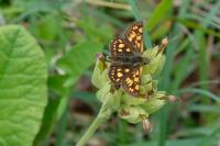 Carterocephalus palaemon