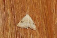 Rivula sericealis