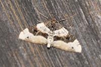 Cosmorhoe ocellata
