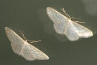 Idaea subsericeata