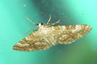 Perizoma flavofasciata