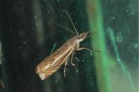 Crambus lathoniellus