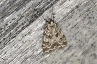 Scoparia pyralella