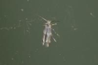Mompha subbistrigella