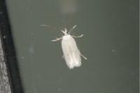 Opostega salaciella