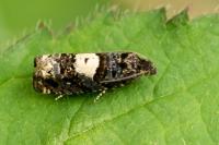 Epiblema