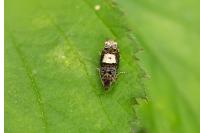 Epiblema