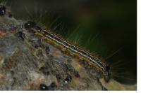 Malacosoma neustria