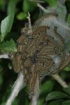 Malacosoma neustria