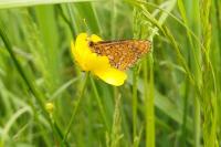 Euphydryas aurinia
