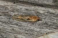 Eucosma