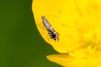 Glyphipterix simpliciella