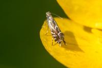 Glyphipterix simpliciella
