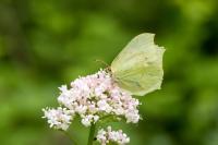 Gonepteryx rhamni