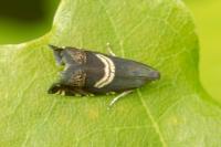 Grapholita fissana