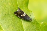 Grapholita fissana