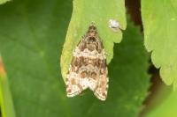 Celypha lacunana