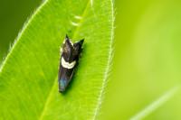 Grapholita fissana