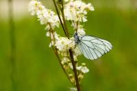 Aporia crataegi