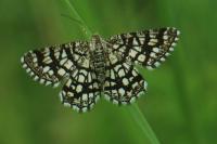 Chiasmia clathrata
