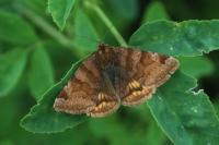 Euclidia glyphica