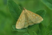 Sitochroa verticalis