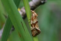 Aethes hartmanniana